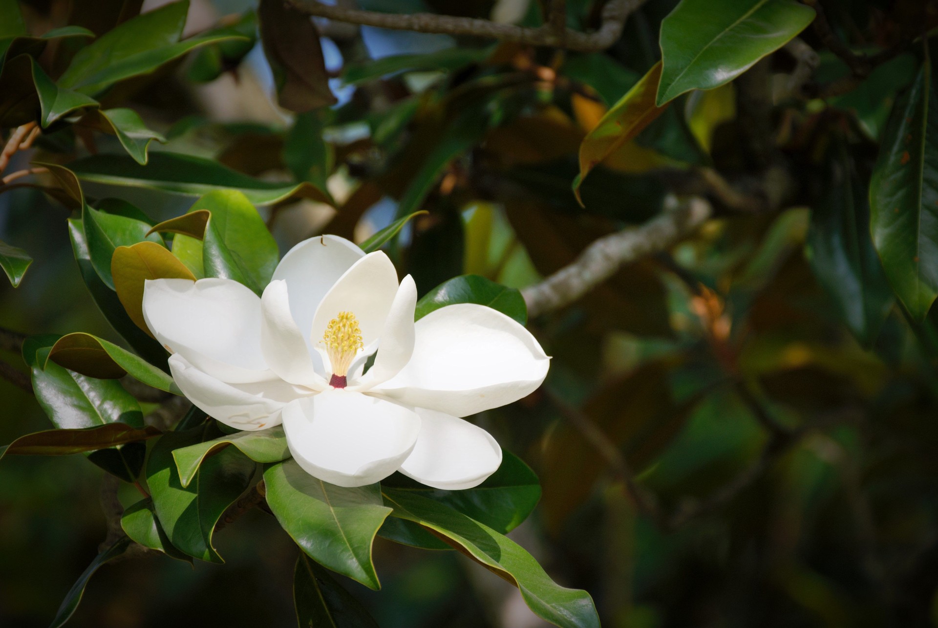 Sweet Magnolia